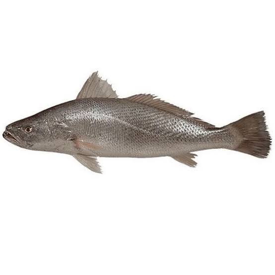 تصویر 1 از عرضه عمده ماهی شوریده هندیجان صادراتی